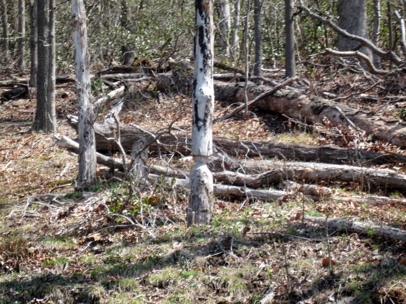 Beavers at Work